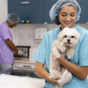 Diplomado en Dermatología Clínica y Otología en Pequeños Animales