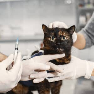 Máster en Cirugía de Tejidos Blandos y Anestesia en Veterinaria