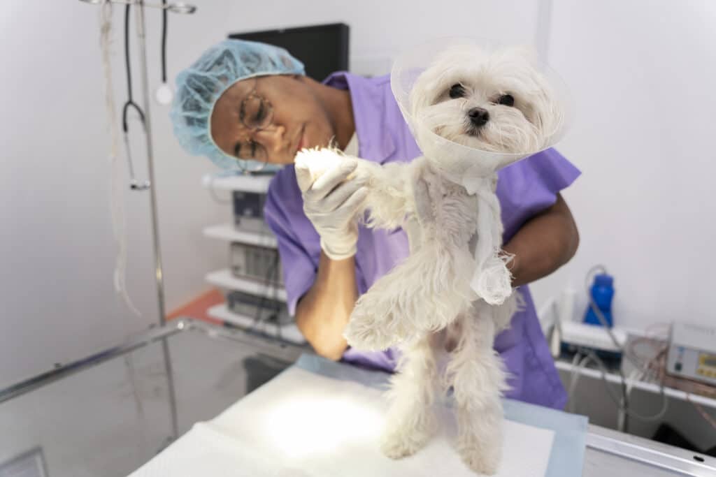 Maestría en Dermatología y Alergología Veterinaria