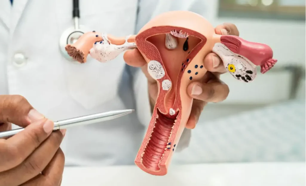 ciclo Menstrual y Endocrinología Reproductiva 1