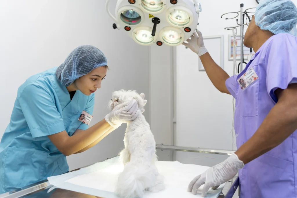 Curso de Laparoscopia Básica en Pequeños Animales