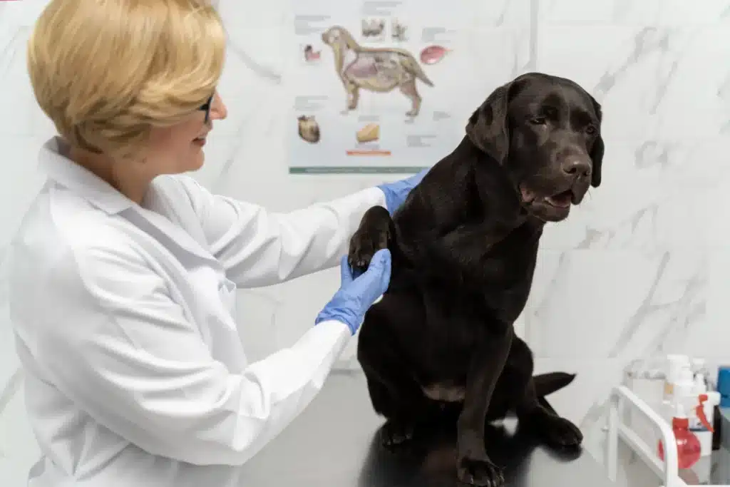 Curso de Urolitiasis Canina y Felina: Diagnóstico, Dieta e Intervención 2