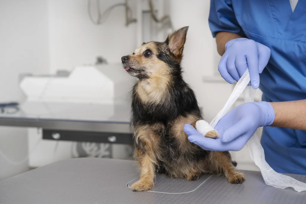 Urgencias Veterinarias