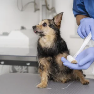 Urgencias Veterinarias