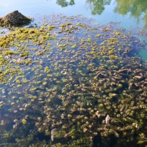 Curso de Monitoreo y Muestreo de Microplásticos en Ecosistemas Acuáticos 1