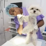 Dermatología y Alergología Veterinaria 1