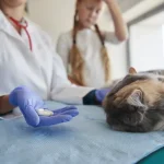 Diplomado en Anestesia en Pequeños Animales 1