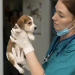 Maestría Profesional en Urgencias y Cuidados Intensivos de Pequeños Animales (ECCUCI) 1