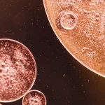 Maestría en Skin Barrier y Reparación Cutánea Microbioma y Barrera 1