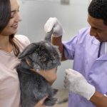Diplomado en Dermatología Clínica y Otología en Pequeños Animales